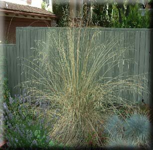 Great Garden Ornamental Grasses